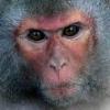 Grinder Monkey's picture