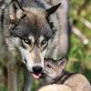 Maggie Schafer's picture