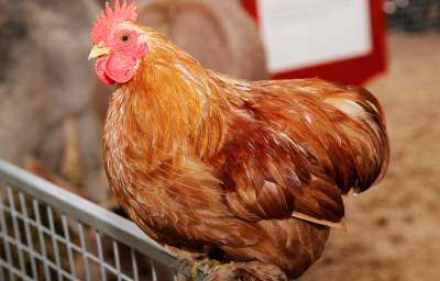 Conventional Chicken Found to Contain Concerning Levels of Arsenic Due to Antibiotics