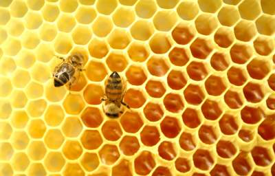 Worldwide Honey Bee Collapse: A Lesson in Ecology