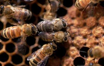 Trained Bees to Help Detect Land Mines