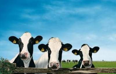 AWI Petitions USDA to Make Slaughter More Humane