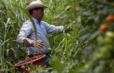 A Penny a Pound, Plus Power: The Coalition of Immokalee Workers Changes History