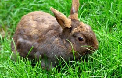 The Truth About Easter Bunnies