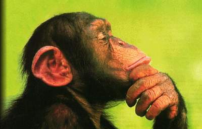 Applause for U.S. Fish and Wildlife’s Long Overdue Chimpanzee Proposal