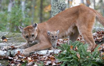 Cougar Population Increases in Recent Years Cougar Population Increases in Recent Years