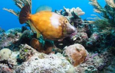 Sacrificing the Reef for Industrial Development