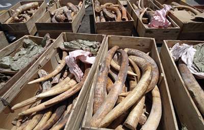 Dubai Ivory Bust Seizes 259 Elephant Tusks Dubai Ivory Bust Seizes 259 Elephant Tusks