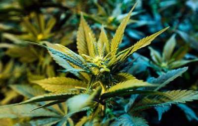 Congressman Tears into AG Holder Over Marijuana: ‘This Is the Time to Remedy Prohibition’