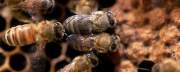 Trained Bees to Help Detect Land Mines Trained Bees to Help Detect Land Mines