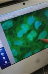 U.S. Scientists Clone Human Stem Cells