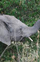 Elephant Poaching on the Rise in Central African Republic