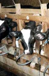 States Propose a Bill to Make Taping of Farm Animal Cruelty a Crime 