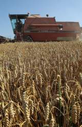 Unauthorized GM Wheat Crop Found on Farm in Oregon a Mystery