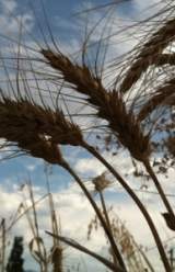 Unapproved Genetically Engineered Wheat Plants Found in Oregon