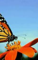 Monarch Butterflies Making Winter Refuge Drops 59 Percent in Mexico
