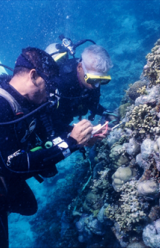 Conservationists Plant Coral Species Off Shores of Jamaica and Caribbean Islands