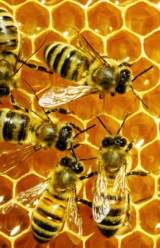 Neglecting Bees Could Endanger Humans