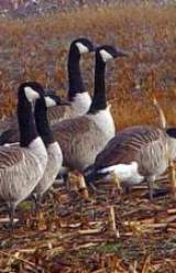 Bayer’s Pesticide May Harm Birds, Too