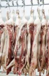 “Egregious” Hog Slaughter Conditions Revealed