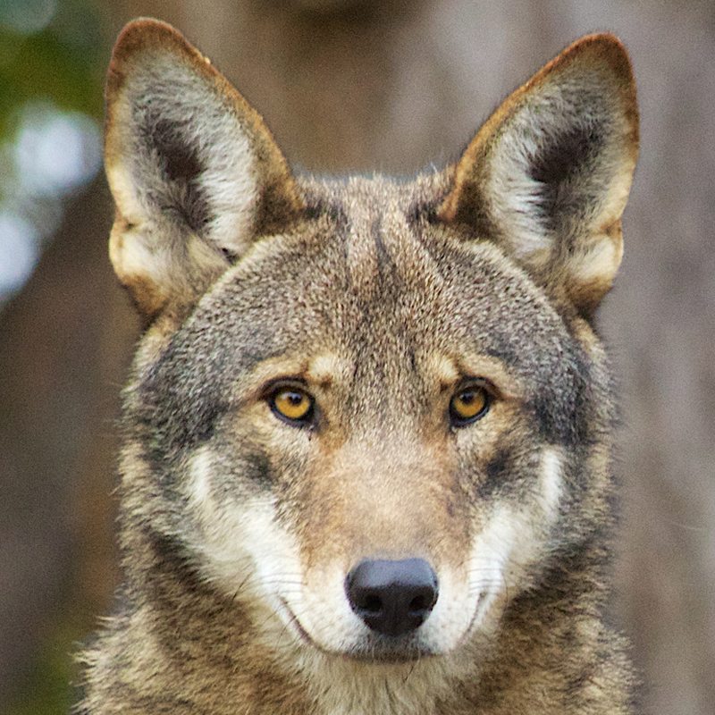 Red Wolf Faces Extinction at Hands of Protection Agency - NationofChange